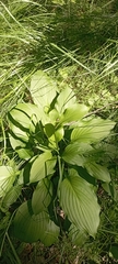 Hosta sieboldii