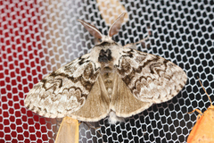 Calliteara abietis