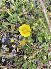 Potentilla anglica