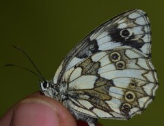 Melanargia galathea