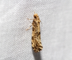 Morophaga choragella