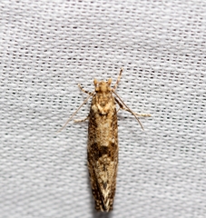 Morophaga choragella