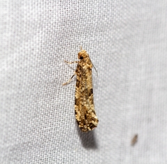 Morophaga choragella