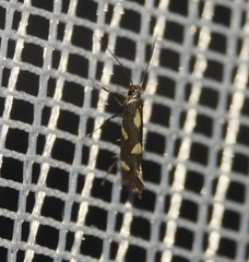 Calybites phasianipennella