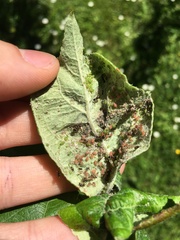 Dysaphis plantaginea