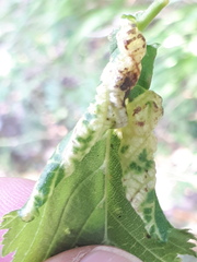 Eriosoma anncharlotteae