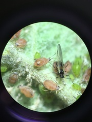 Dysaphis plantaginea