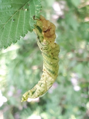Eriosoma anncharlotteae