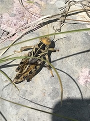 Prionotropis hystrix