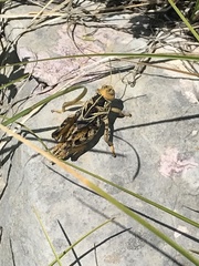 Prionotropis hystrix