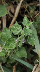 Marrubieae
