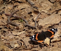 Vanessa atalanta
