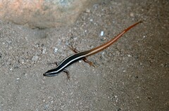 Morethia ruficauda ruficauda