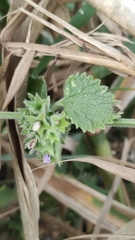 Marrubieae