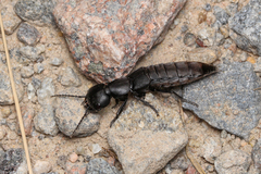 Ocypus tenebricosus