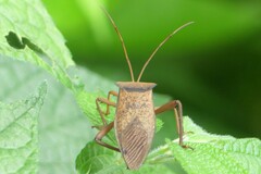 Aspilosterna valida