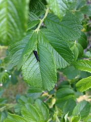 Mystacides sepulchralis