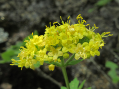 Patrinia saniculifolia