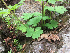 Patrinia saniculifolia