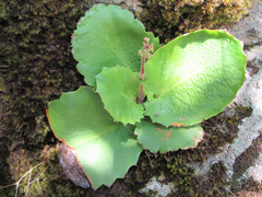 Micranthes oblongifolia