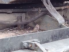 Passer domesticus