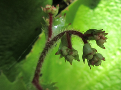 Micranthes oblongifolia