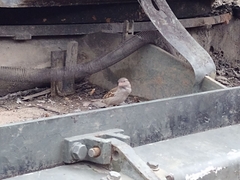 Passer domesticus