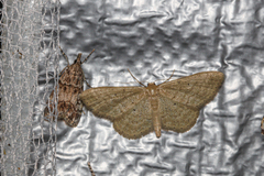 Idaea sylvestraria