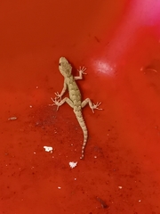 Mediodactylus danilewskii