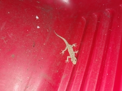 Mediodactylus danilewskii