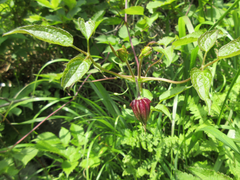Clematis koreana