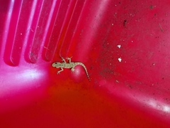 Mediodactylus danilewskii