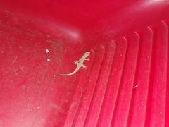 Mediodactylus danilewskii