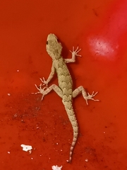 Mediodactylus danilewskii