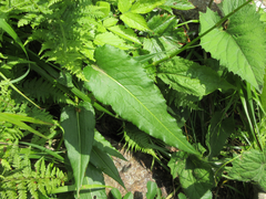 Bistorta manshuriensis