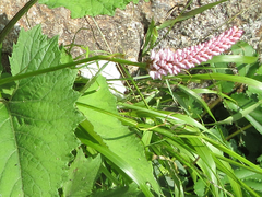 Bistorta manshuriensis