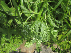 Angelica dahurica