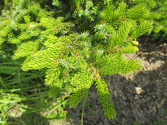Abies holophylla