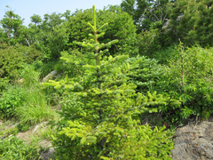 Abies holophylla