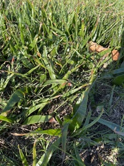 Trachyandra muricata