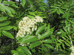 Sorbus commixta