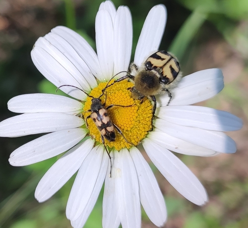 Eurasian Bee Beetle photo 4