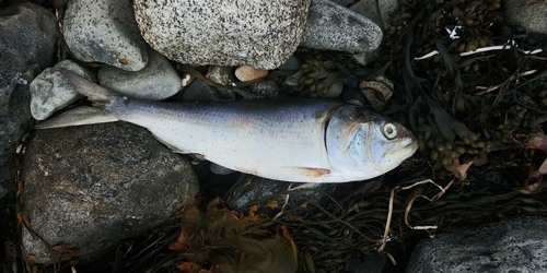Atlantic Menhaden, Smithsville, NS B0W 3C0, Canada, photo 10 of 10