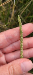 Plantago maritima serpentina