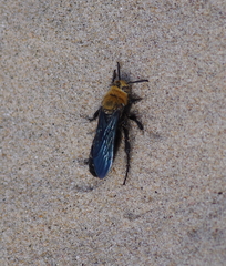 Campsomeriella
