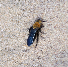 Campsomeriella