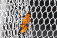 Promalactis procerella