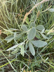 Sophoreae