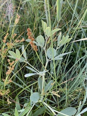 Sophoreae