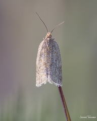 Clepsis senecionana
